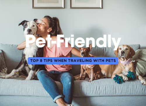 Pet-Friendly: Top 8 Tips for Traveling with Pets